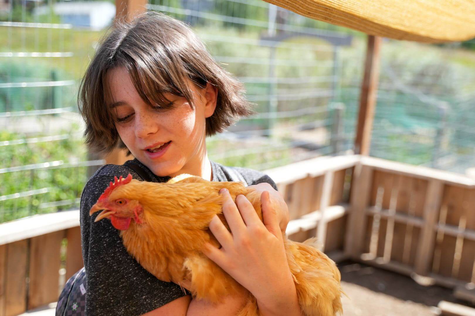 Summer Academy Rainbow Alley Chicken